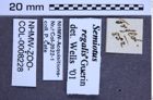 Etikette zu Semiotus regalis (Guérin, 1844) (NHMW-ZOO-COL-0008228)
